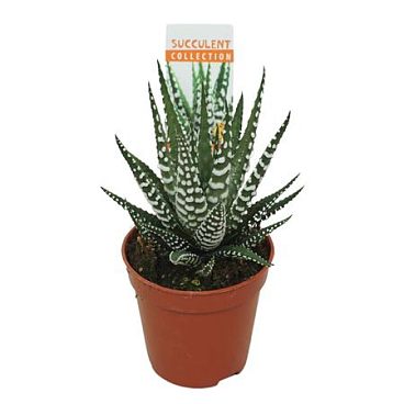 Haworthia Big Band