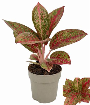 Aglaonema Fireworks