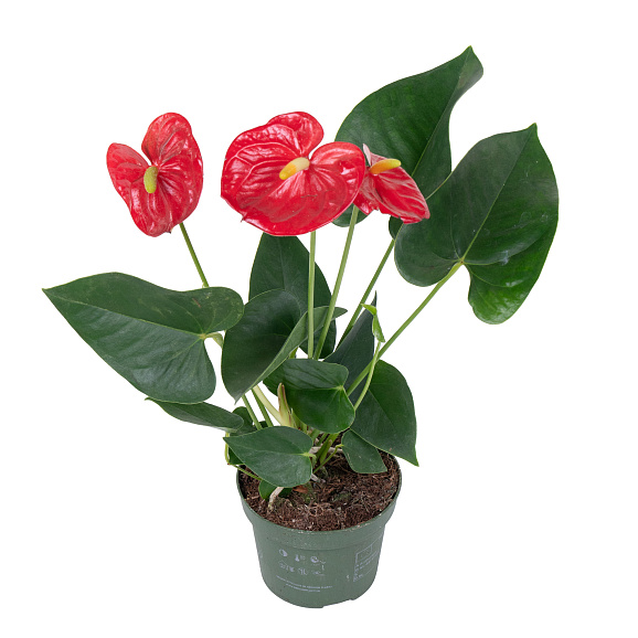Антуриум андрианум Чемпион красный