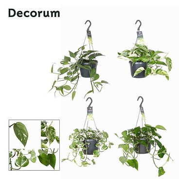 Epipremnum Mixed