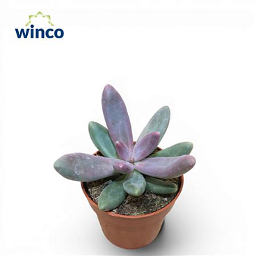 Pachyphytum Diamond