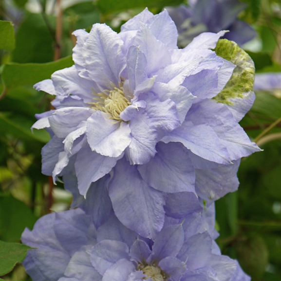 Клематис гибридный Мазури