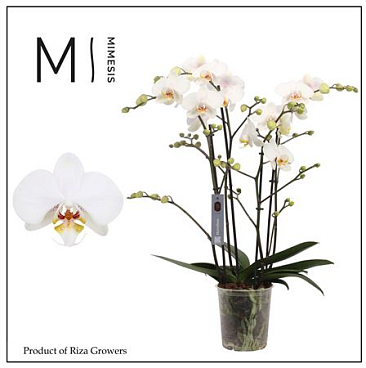 Phal Marvellous White 50+ (orchid Growers)