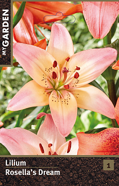 Лилия азиатская Розеллас Дрим