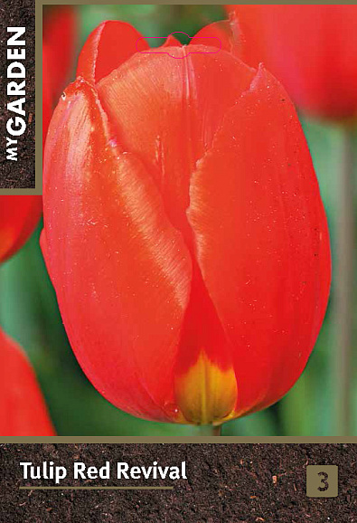 Тюльпан простой ранний Ред Ревивал