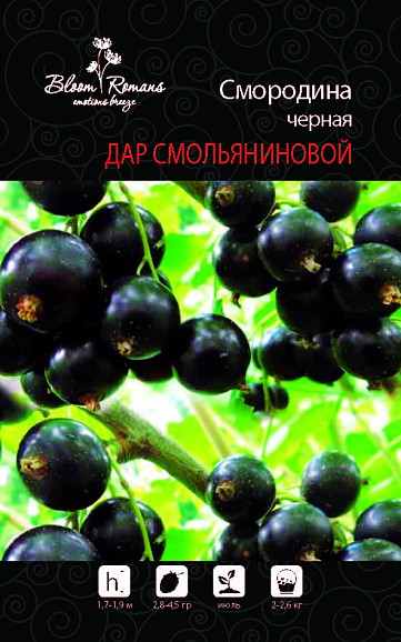 Смородина черная Дар Смольяниновой