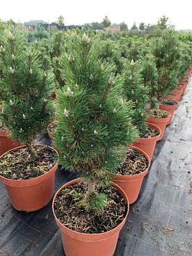 Сосна черная Комет