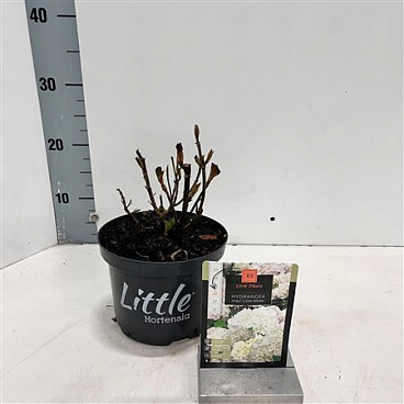 Hydrangea Ma Little White
