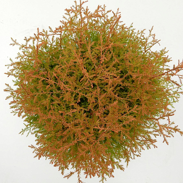 Туя западная Фаер Чиф