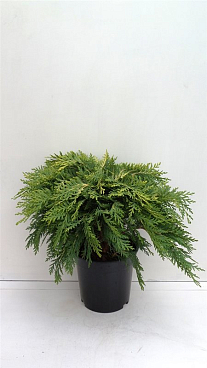 Кипарисовик лоусона Санкист