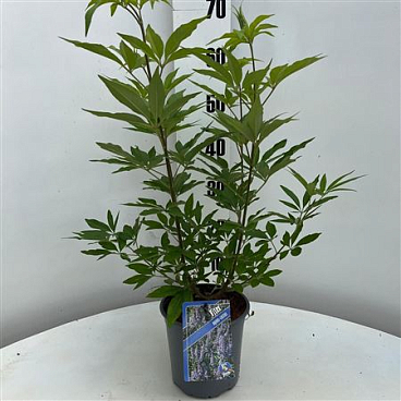 Vitex Agnus-castus