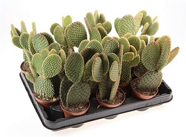 Opuntia Mix