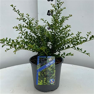 Ilex Cren Convexa