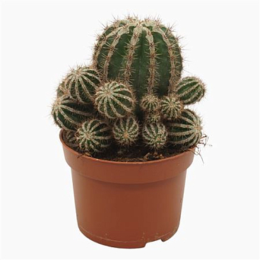 Echinopsis Hakujo Maru