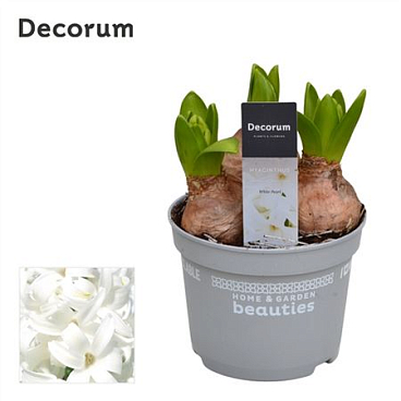 Hyacinthus White Pearl 3pp (decorum)