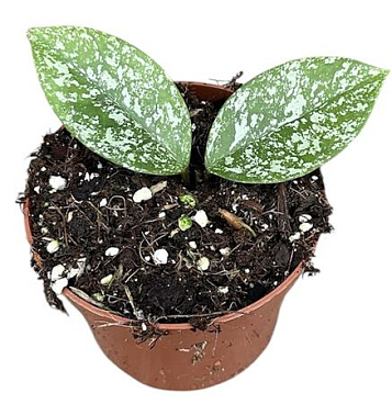 Hoya Parasitica Splash