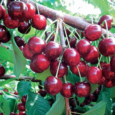 Черешня Речица