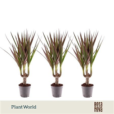 Drac Magenta 7cm Stem (decorum)