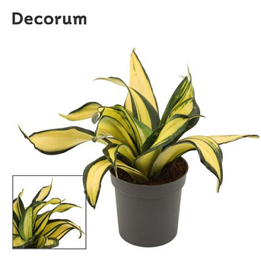 Sansevieria Hahnii 9 Cm Galaxy Star (decorum)