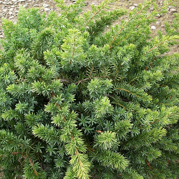 Можжевельник прибрежный Блю Пасифик