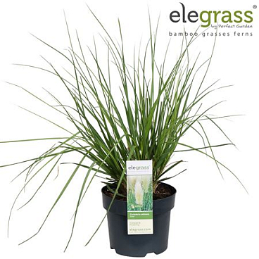 Cortaderia Sell Evita