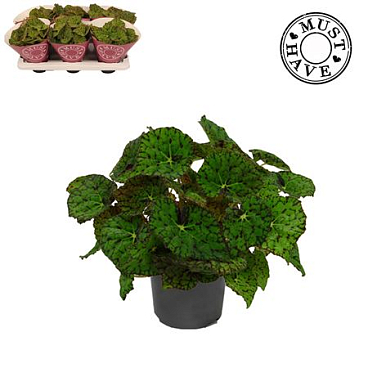 Begonia Beleaf Lime Fever