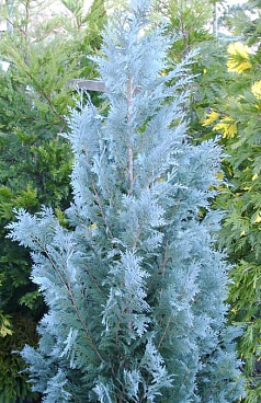 Кипарисовик лоусона Ван Пелтс Блю