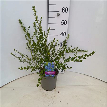 Ceanothus Impressus Victoria