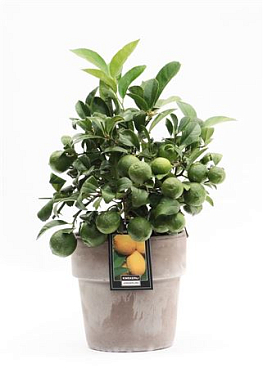 Citrus Lemon On Stem In Verona Pot
