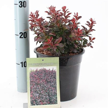 Berberis Thunb Bagatelle