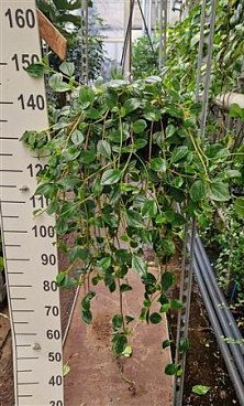 Peperomia Smaragd Hang