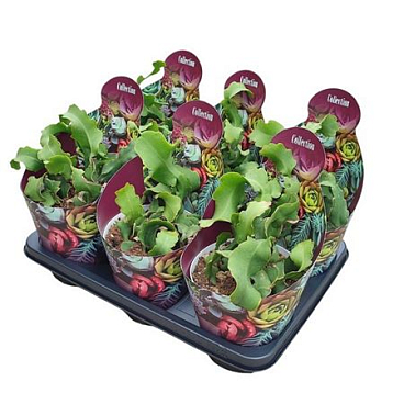 Epiphyllum Guatemalensis Potcover