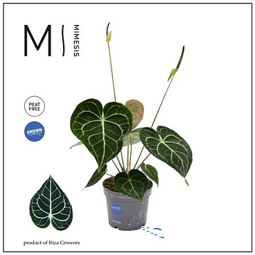 Anthurium Crystallium Karma Clarinervium