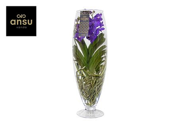 Vanda Champagne Blue