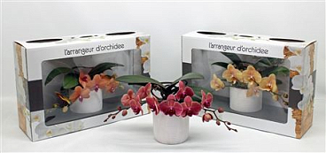 Phal L'arrangeur D'orchidee Orange (groen)