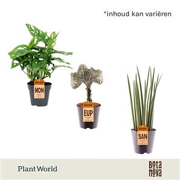 Plantmix Botanical