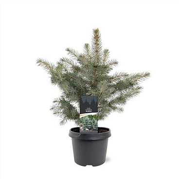Picea Pung Glauca