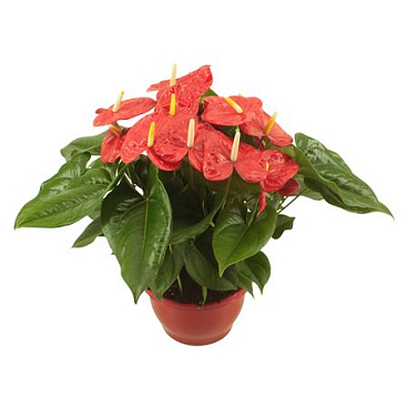 Anth An Aloha Red Bowl
