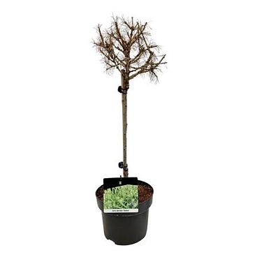 Larix Dec Globus On Stem