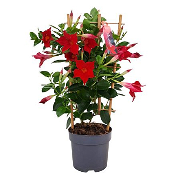 Mandevilla Red On Reck