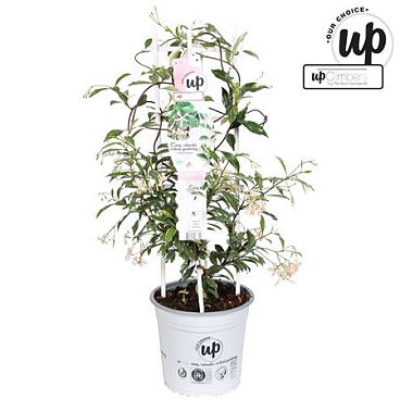 Trachelospermum Jasminoides Star Of Milano
