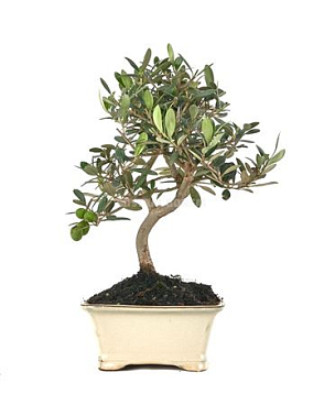Bonsai Outdoor Olea Europaea Ball In S-shape (outd