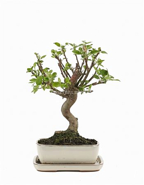 Malus Sp Pz-erwiam Ball S-shape With Tray