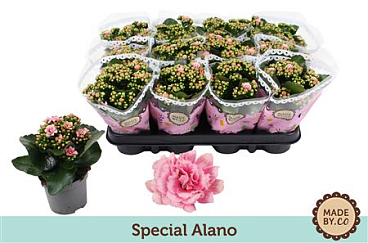 Kal Ros Special Alano