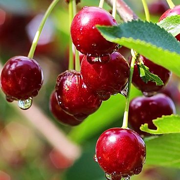 Вишня обыкновенная Десертная Морозовой