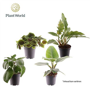 Plantmix Island Saver