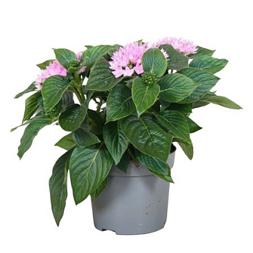 Pentas Starcluster Lavendel