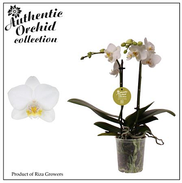 Phal 2st Multi White 12+ Authentic (orchid Growers