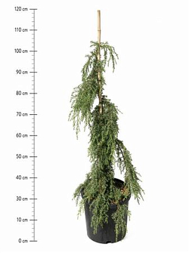 Juniperus Comm Horstmann