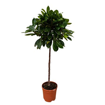 Ficus Cyathistipula On Stem